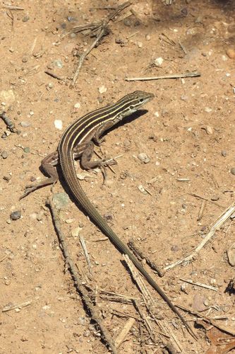 Desert Grassland Whiptail
