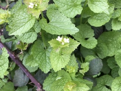 Alliaria petiolata