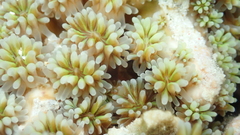 Galaxea fascicularis