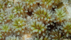 Galaxea fascicularis