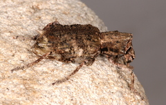 Aesiotes notabilis