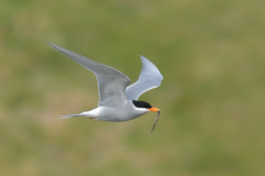 Black-Fronted Tern photo 2