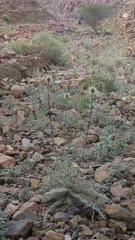 Echinops erinaceus