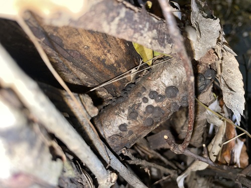 Annulohypoxylon truncatum