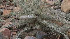 Echinops erinaceus