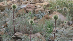 Echinops erinaceus