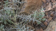 Echinops erinaceus