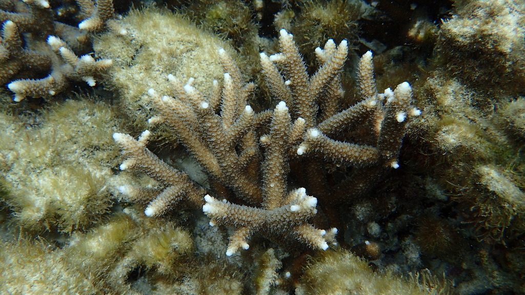 Acropora pulchra