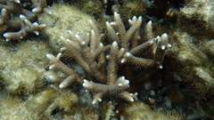 Acropora pulchra