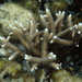 Acropora pulchra - Photo (c) Ashton Williams, some rights reserved (CC BY-NC-SA), uploaded by Ashton Williams