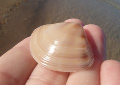 Austromactra rufescens