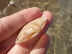 Austromactra rufescens