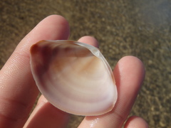 Austromactra rufescens