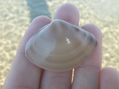 Austromactra rufescens