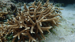 Acropora pulchra