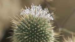 Echinops erinaceus