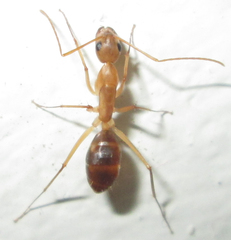 Camponotus mystaceus