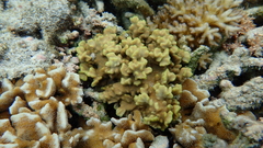 Psammocora obtusangula