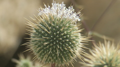 Echinops erinaceus
