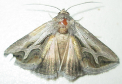 Cuneisigna rivulata