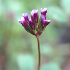 Trifolium gracilentum