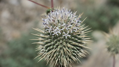 Echinops erinaceus
