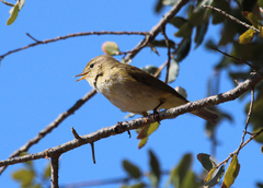 Phylloscopus ibericus