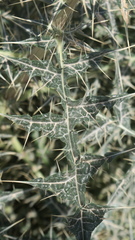 Echinops erinaceus