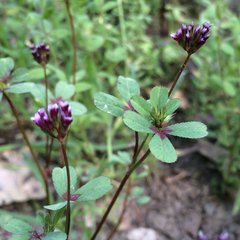 Trifolium gracilentum