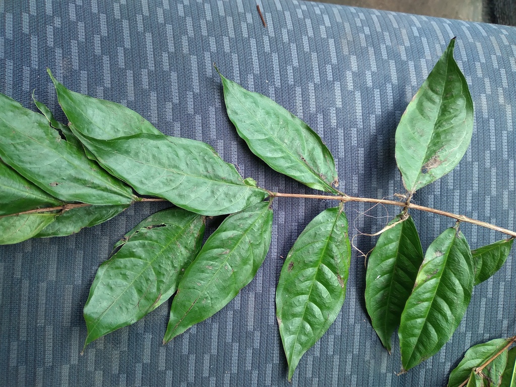 Psidium sartorianum from Terán, Tuxtla Gutiérrez, Chis., México on July ...