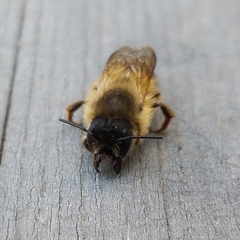 Osmia taurus