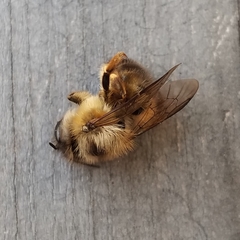 Osmia taurus