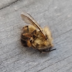 Osmia taurus