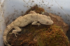 Mediodactylus russowii