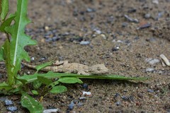 Mediodactylus russowii