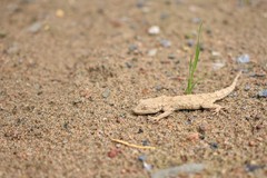 Mediodactylus russowii