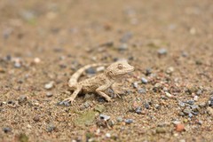 Mediodactylus russowii