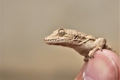 Mediodactylus russowii