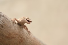 Mediodactylus russowii