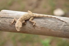 Mediodactylus russowii