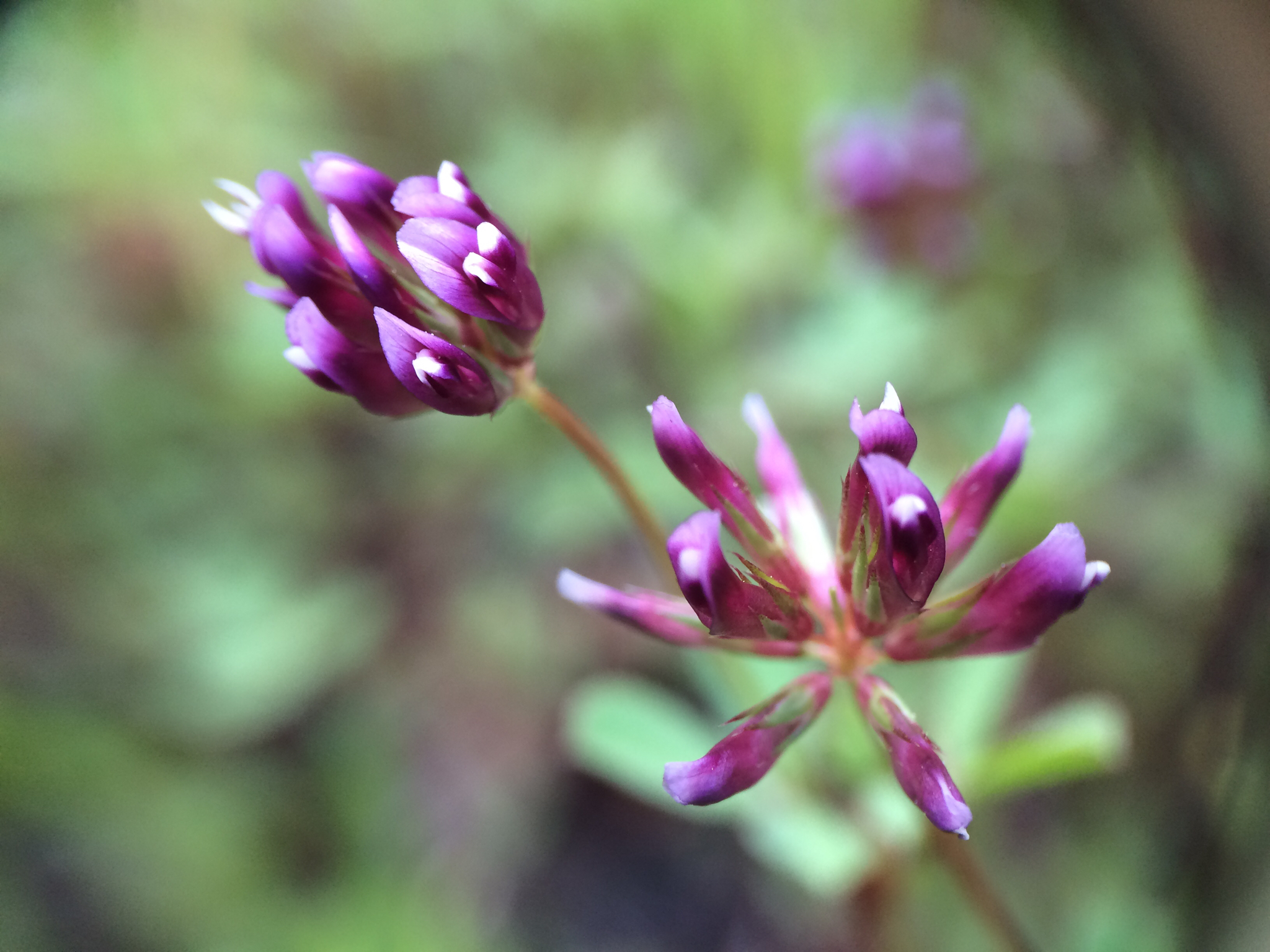 Trifolium gracilentum