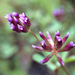 Trifolium gracilentum - Photo (c) Christian Schwarz, alguns direitos reservados (CC BY-NC), uploaded by Christian Schwarz