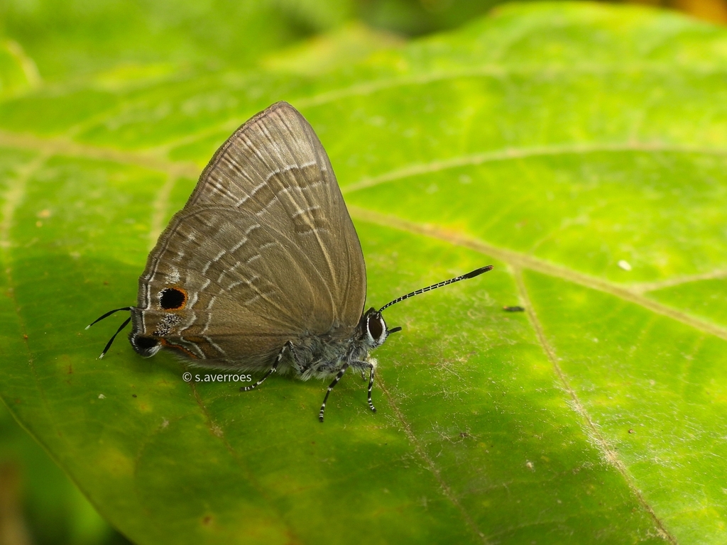 Rapala rhoda (Rapala rhoda)