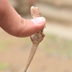 Mediodactylus russowii