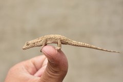 Mediodactylus russowii