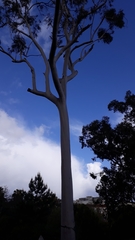 Corymbia citriodora