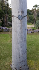 Corymbia citriodora