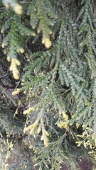 Thujopsis dolabrata