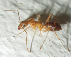 Camponotus mystaceus