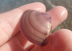 Austromactra contraria